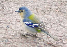 Image of Fringilla coelebs moreletti Pucheran 1859