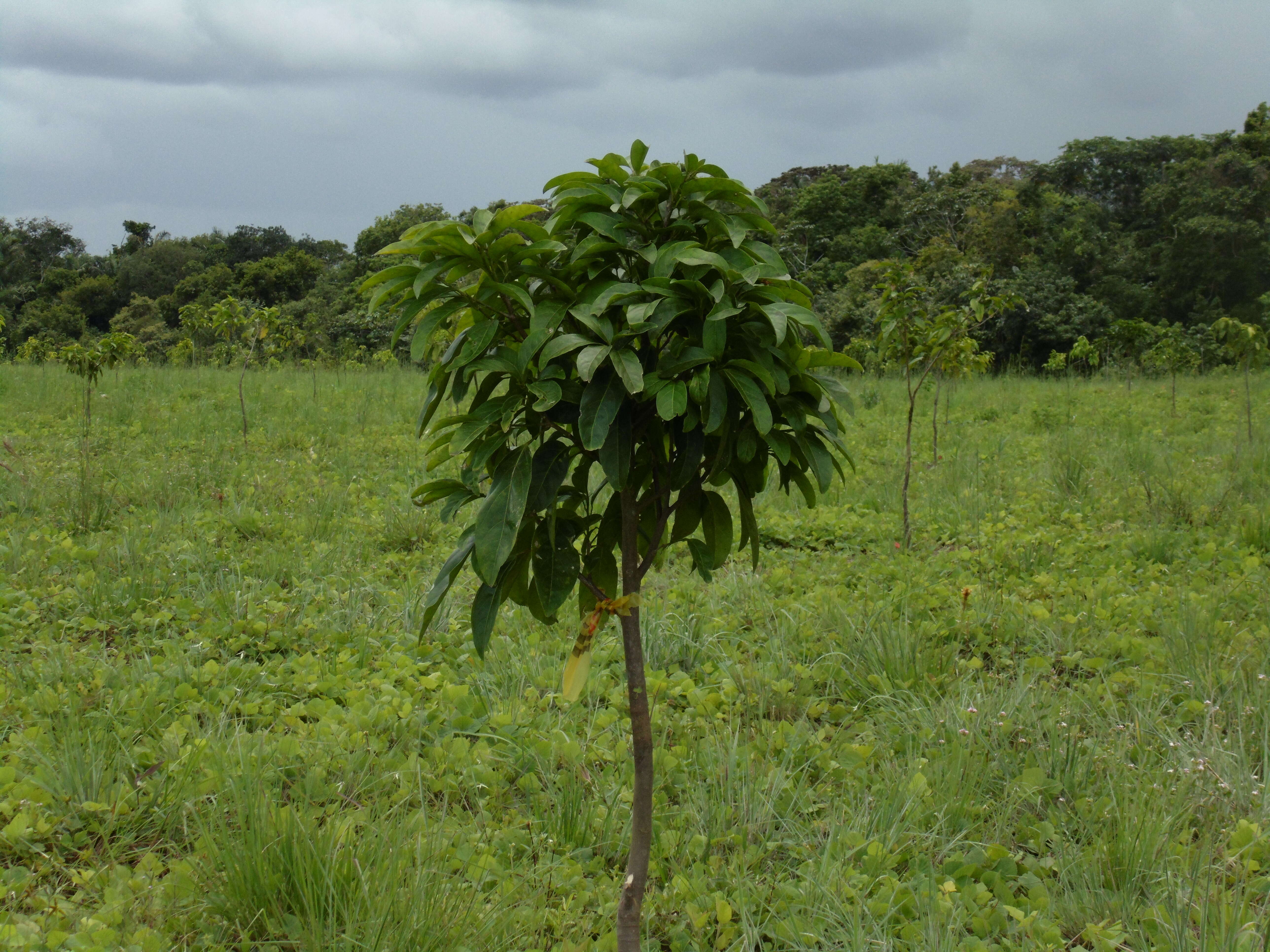 Imagem de Caryodendron orinocense H. Karst.