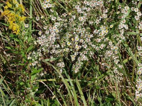 Image of hairy white oldfield aster