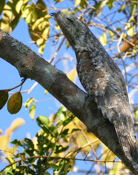 Image of Great Potoo