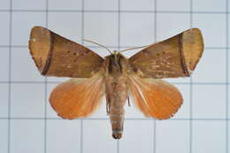 Image of Carea varipes Walker 1856