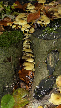 Image of Candle-snuff Fungus