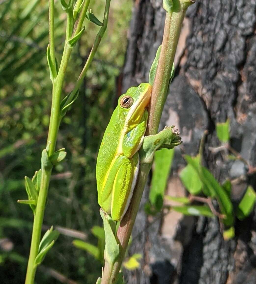 Image of American Green Treefrog