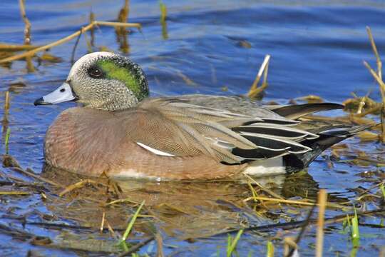 Image of American Wigeon