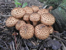 Pholiota squarrosa (Vahl) P. Kumm. 1871 resmi