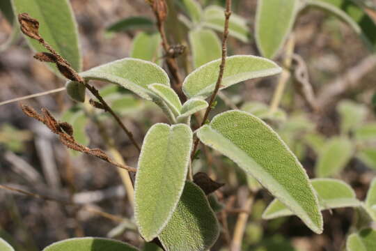 Imagem de Salvia dominica L.