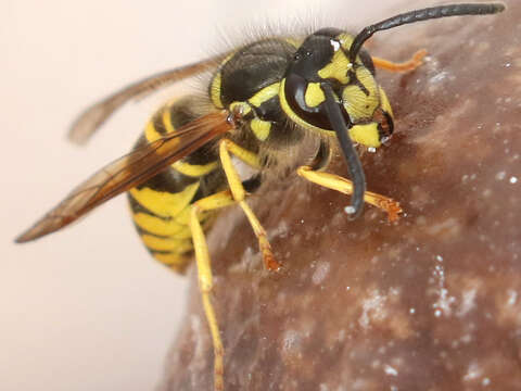 Image de Vespula maculifrons (Buysson 1905)