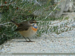 Image of Bluethroat