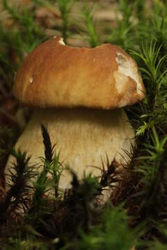 Imagem de Boletus reticulatus Schaeff. 1774