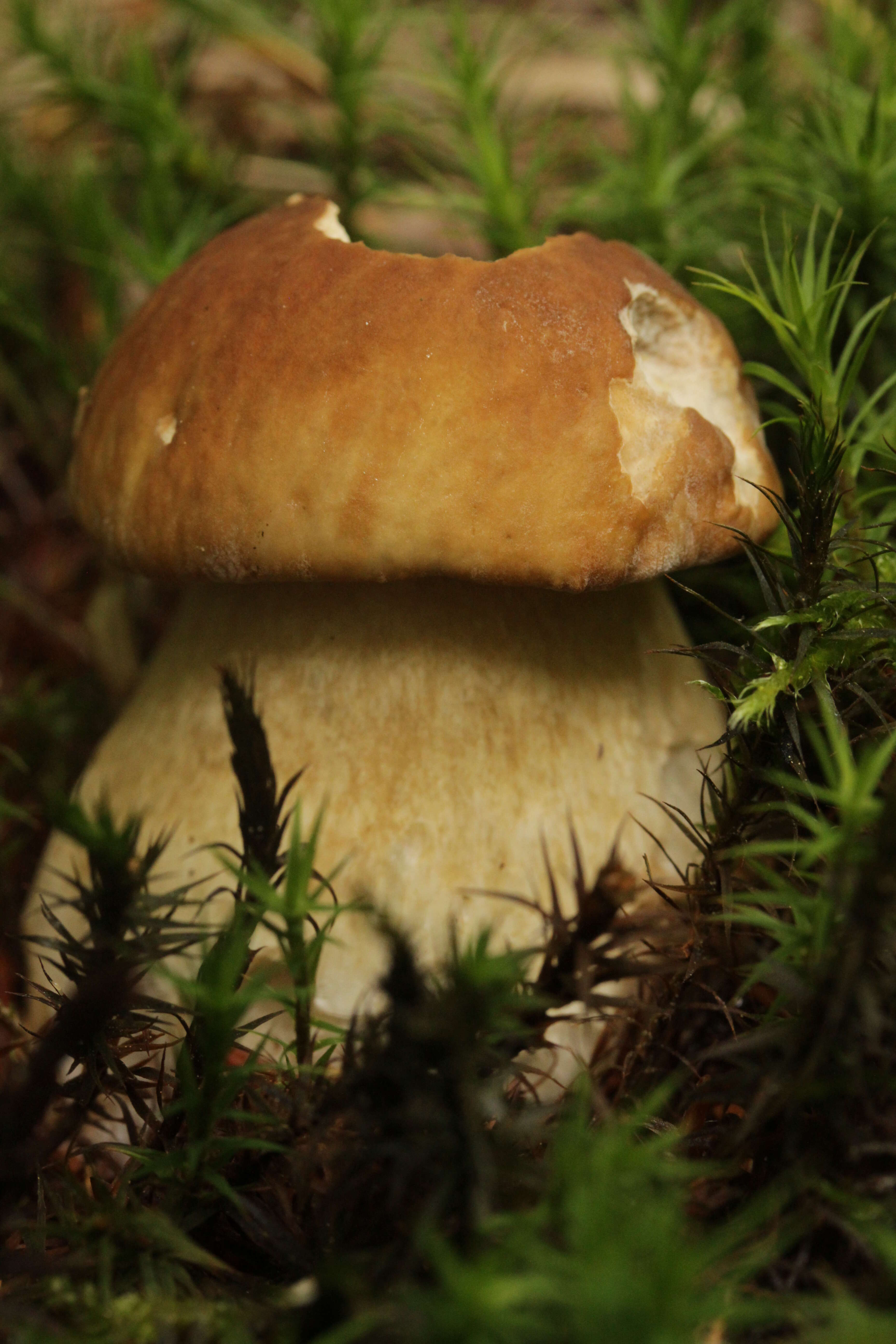 Imagem de Boletus reticulatus Schaeff. 1774