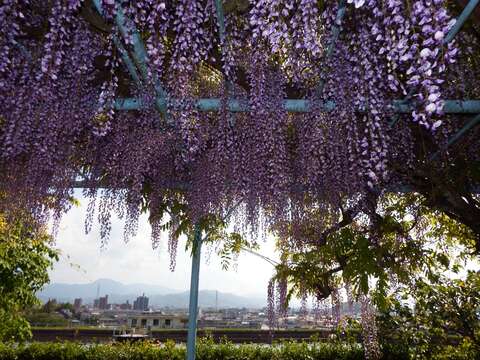 Image of Japanese wisteria