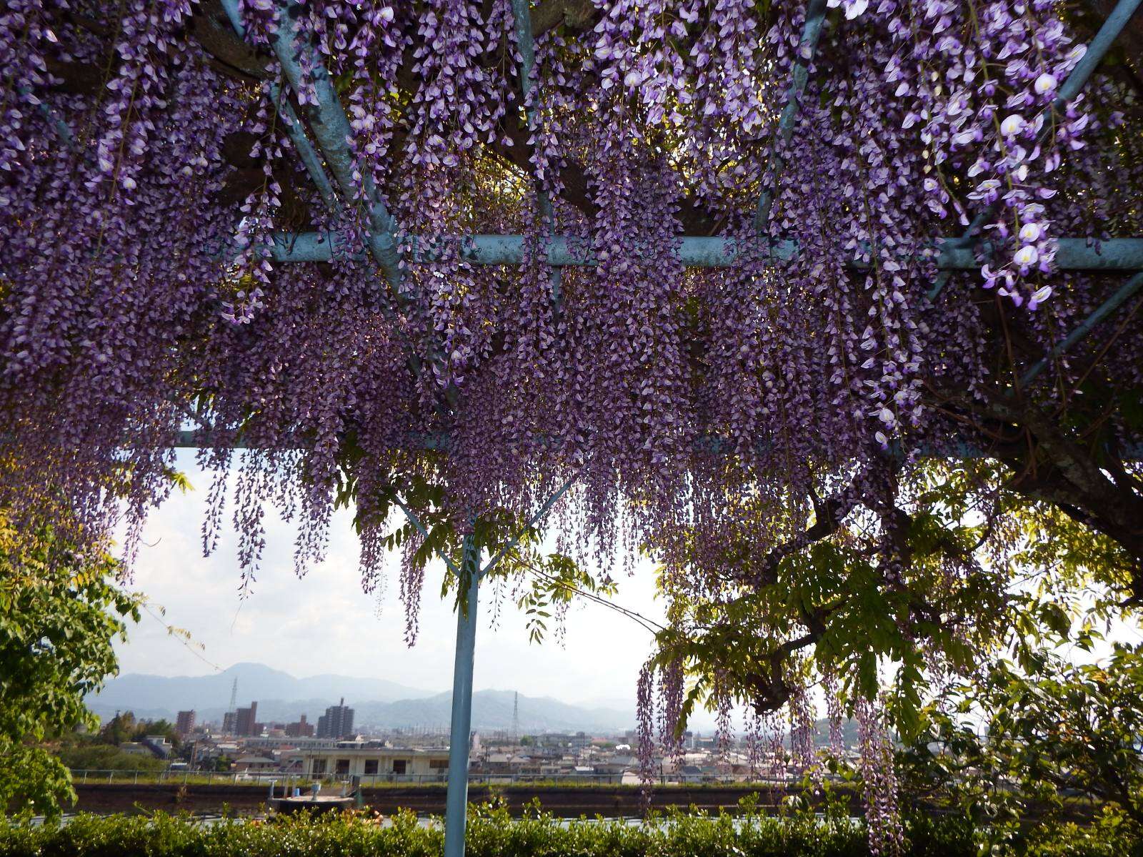 Plancia ëd Wisteria floribunda (Willd.) DC.