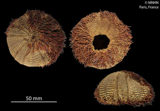 Salmacis bicolor L. Agassiz ex L. Agassiz & Desor 1846 resmi