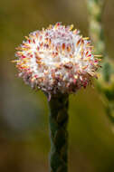 Image of Leucadendron dubium H. Buek ex Meissn.