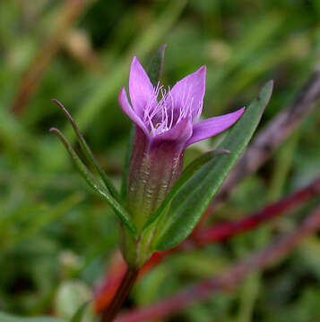 Image of autumn dwarf gentian