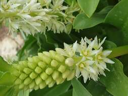 Imagem de Eucomis autumnalis (Mill.) Chitt.