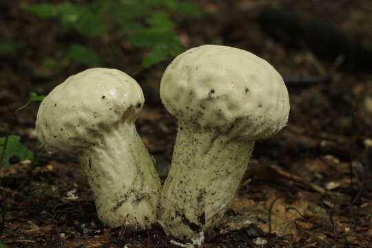 Imagem de Lycoperdon excipuliforme (Scop.) Pers. 1801