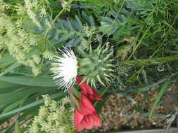 Image of Cynara humilis L.