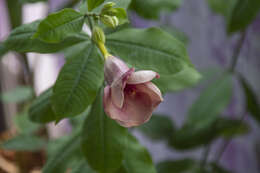 Image of purple allamanda