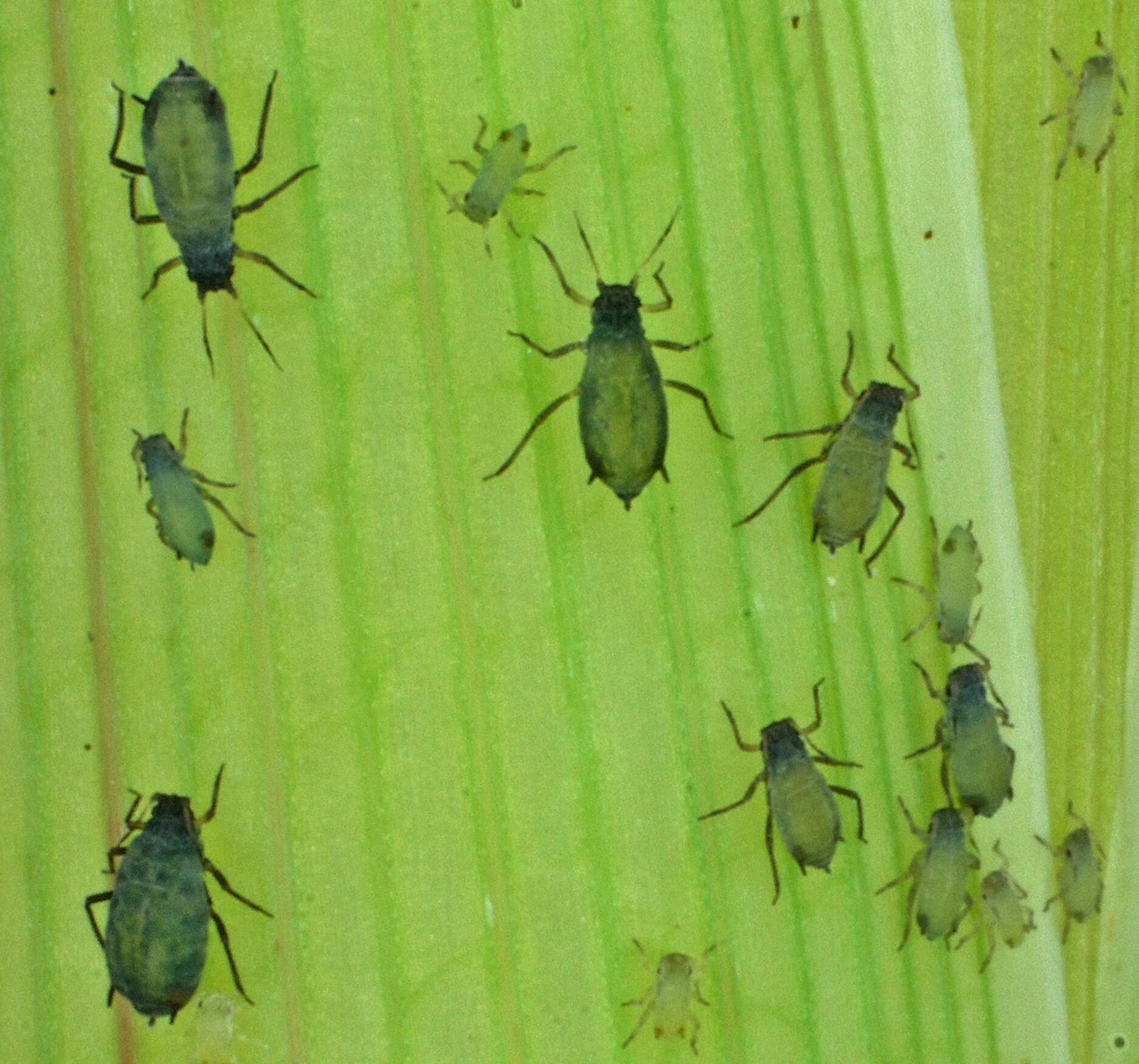 Image of Zea mays Saccharata