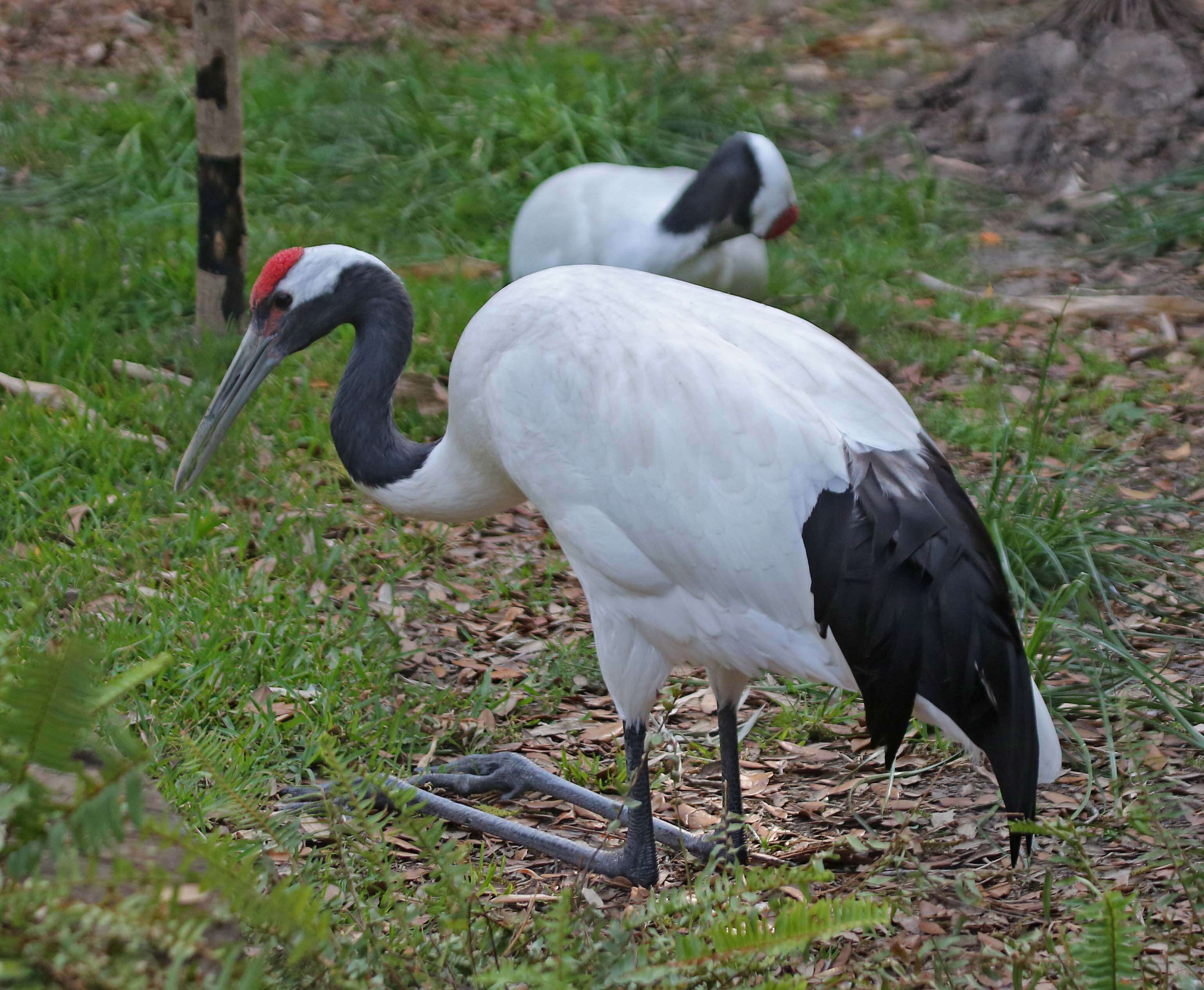 Image of Japanese Crane