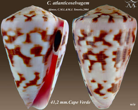 Image of Conus atlanticoselvagem