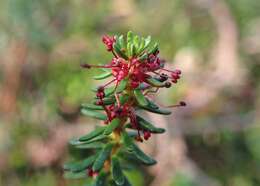 Image of black crowberry