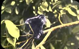 Image of Ecuadorian Mantled Howling Monkey