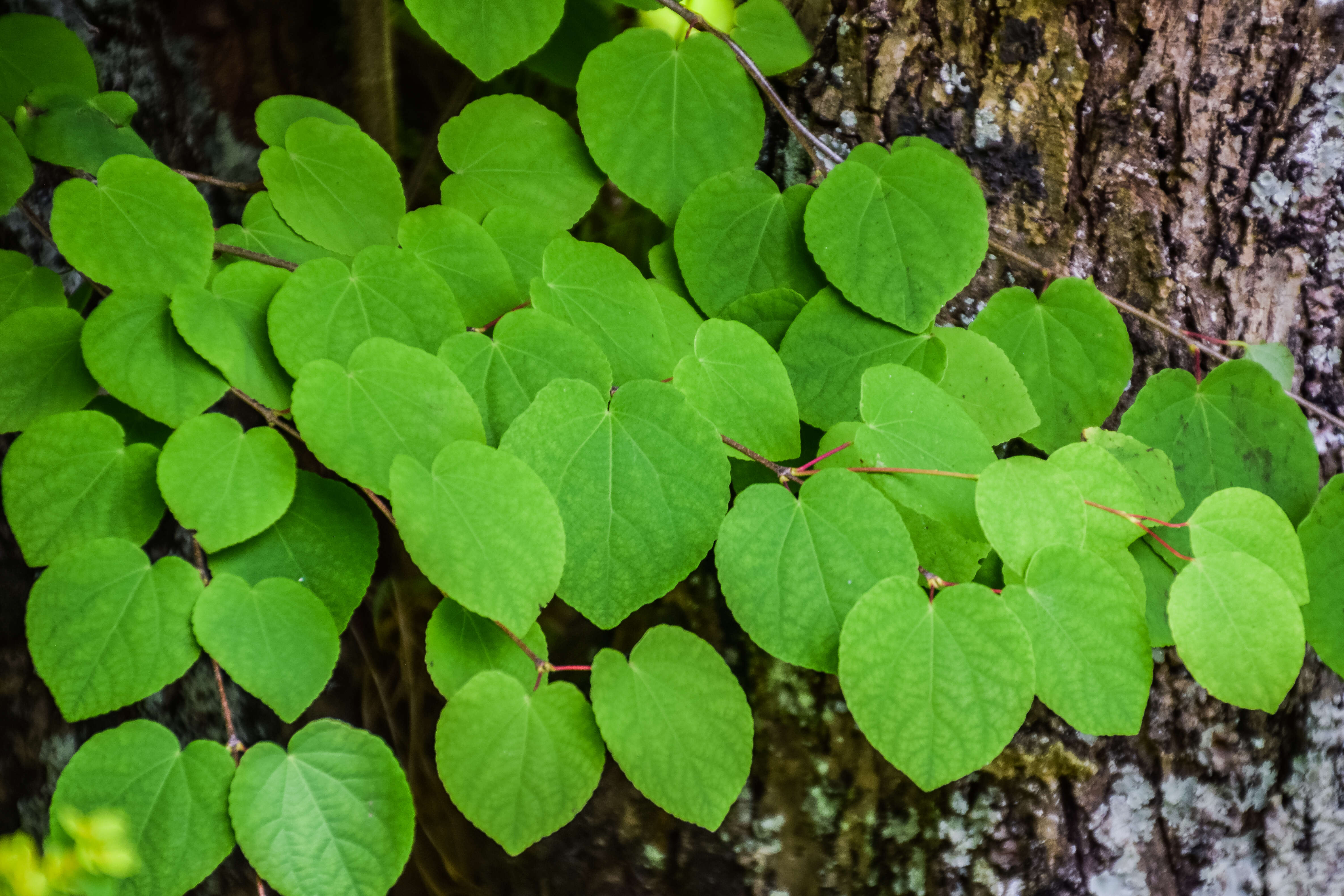 Image of katsura tree family