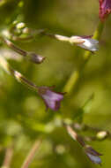 Image of purpleleaf willowherb