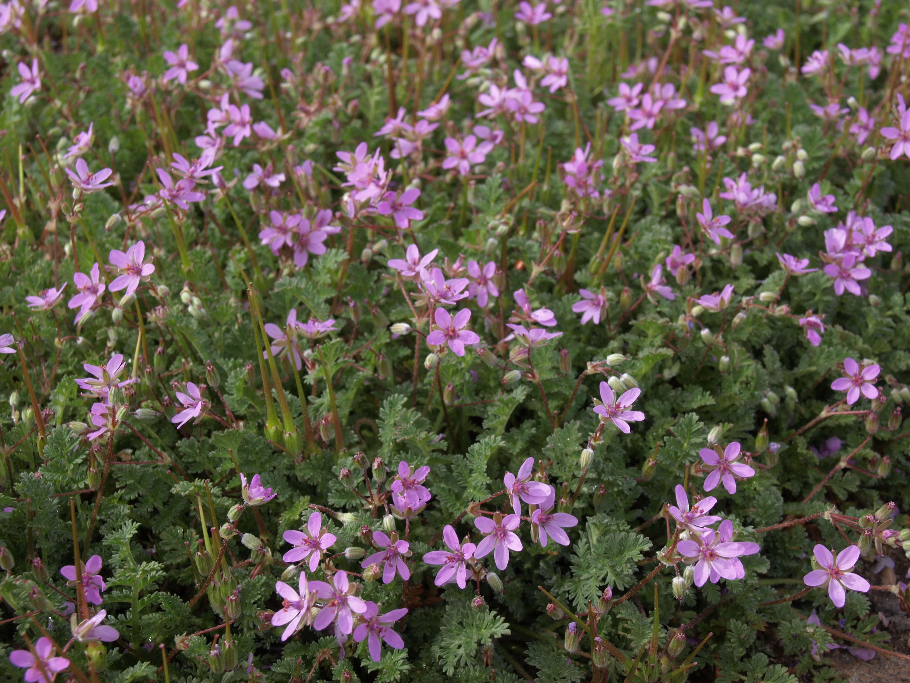 Image of Common Stork's-bill