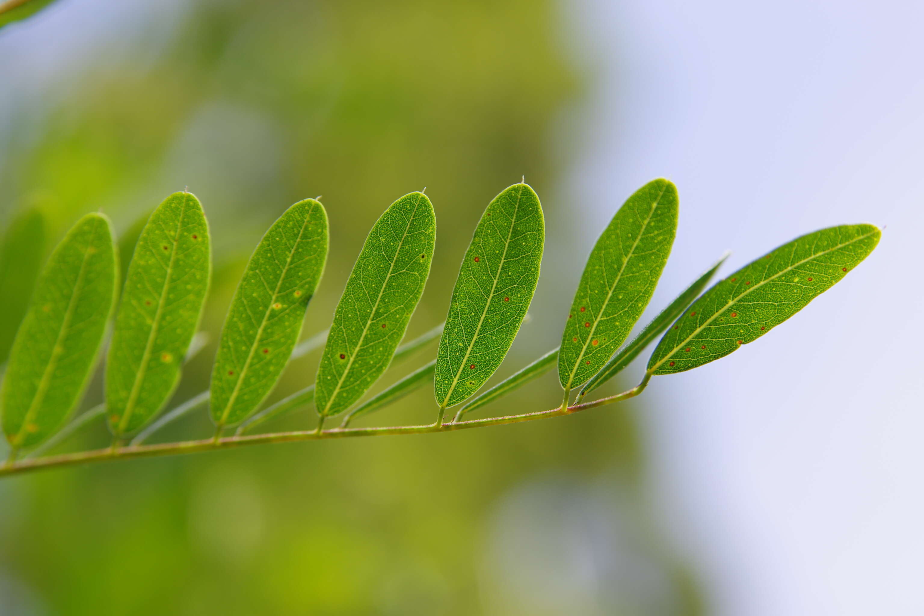 Image of desert false indigo