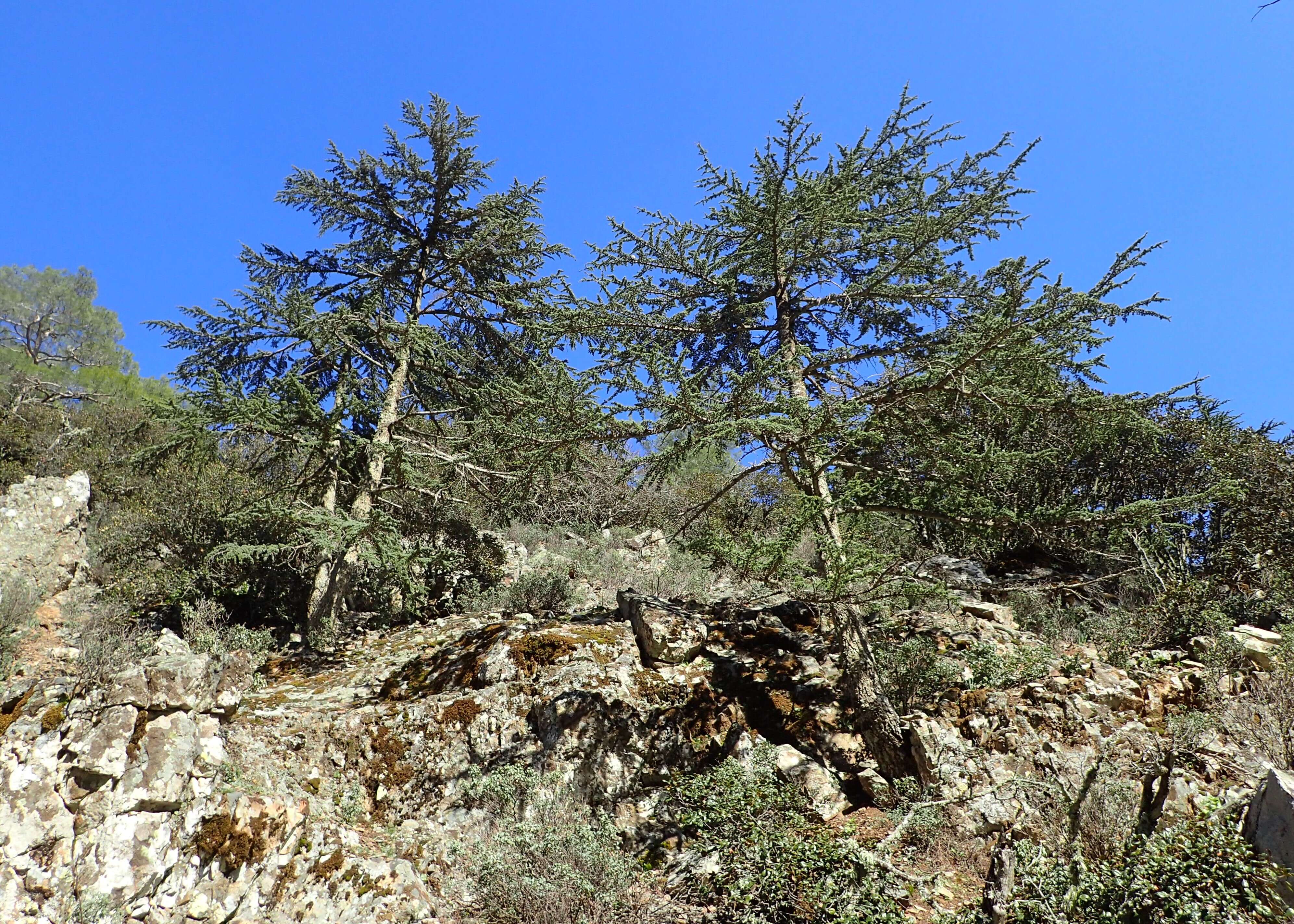 Image of Cyprus Cedar