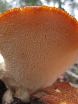 Image of Rooting Polypore