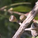 Image of Eucalyptus viridis subsp. wimmerensis (Rufe) M. I. H. Brooker & A. V. Slee