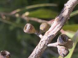 Image of Eucalyptus viridis subsp. wimmerensis (Rufe) M. I. H. Brooker & A. V. Slee