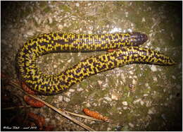 Image of Checkerboard Worm Lizard