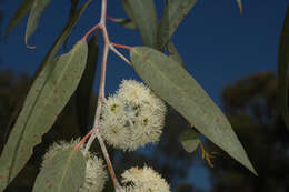 Image of Risdon peppermint gum