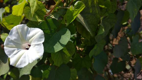 Image of Obscure Morning Glory