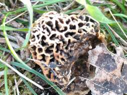 Image of Morchella vulgaris