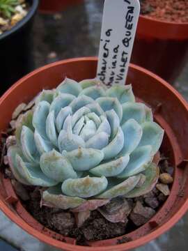 Image of Echeveria shaviana Walther