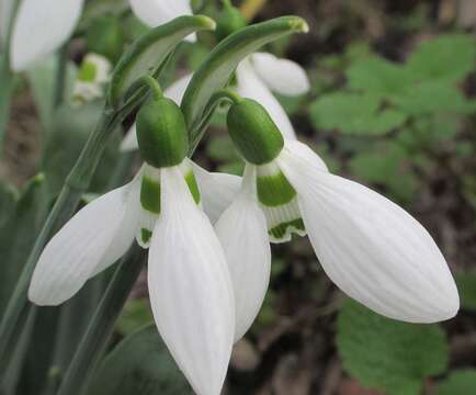 Image of giant snowdrop