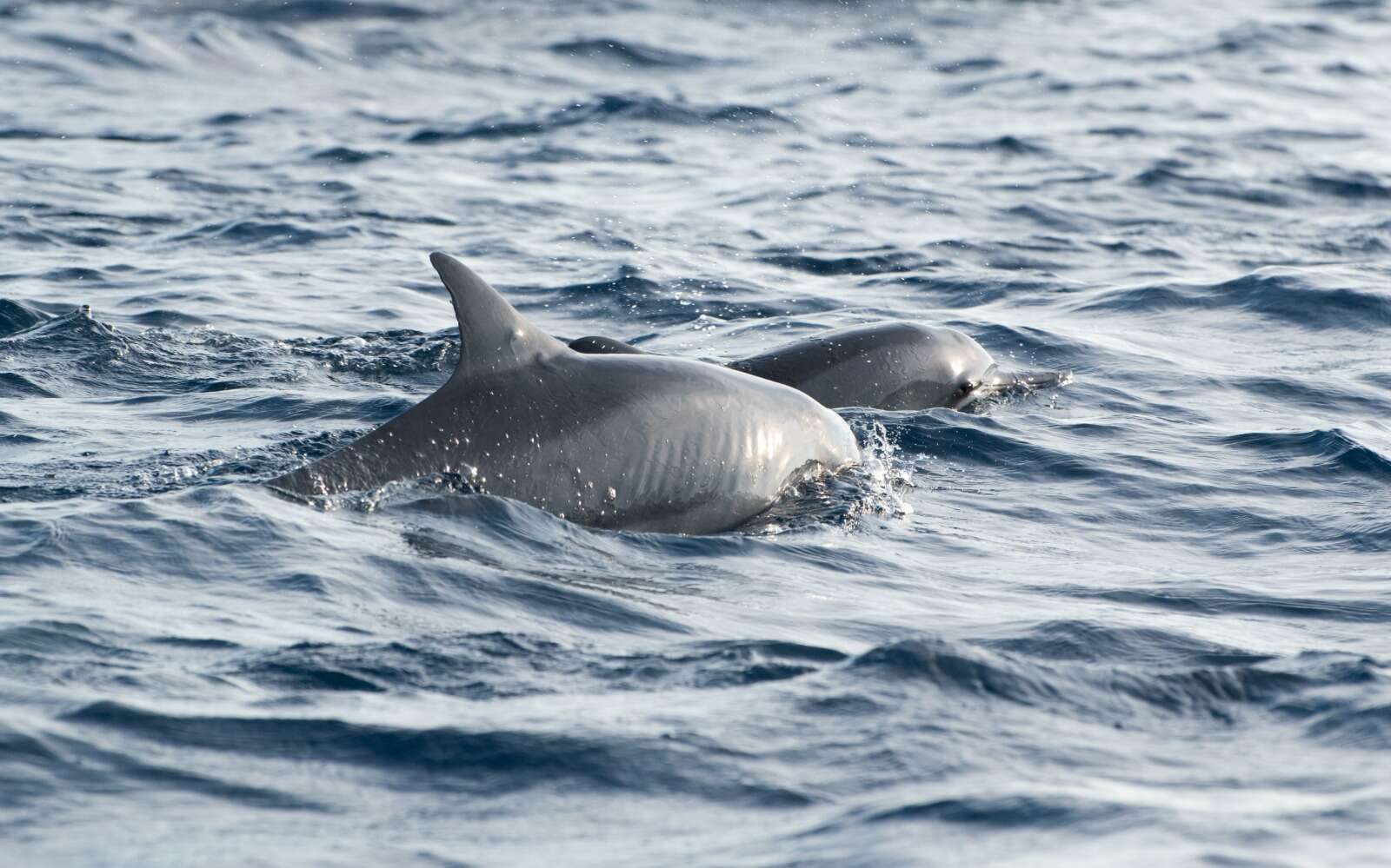 Image of Long-beaked Dolphin