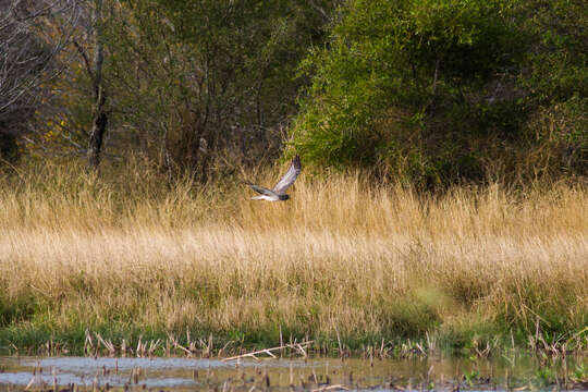 Image of Northern Harrier