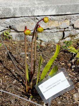 Image of Yellow Trumpets