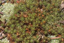 Image of Polytrichum moss