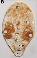 Imagem de Isodiametridae