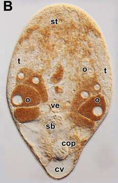 Image of Isodiametridae