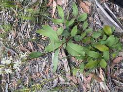 Image of Lomatia ilicifolia R. Br.