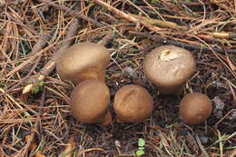 Image of Lycoperdon umbrinum Pers. 1801